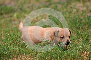 Portugalian Podengo puppy photo