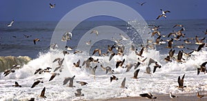 Portuguese Atlantic seagull