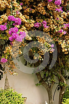 Portuguese atmosphere. Flowers on the wall