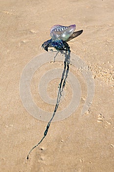 Portuguese Boat, Jellyfish.