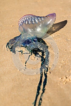 Portuguese Boat, Jellyfish.