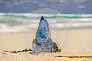 Portuguese Boat, Jellyfish