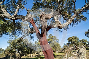 Portuguese cork oak