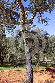 Portuguese cork oak Quercus suber