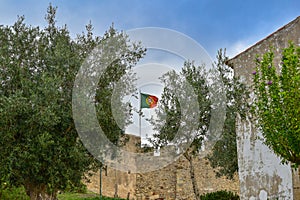 Portuguese Flag between olive trees