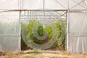 Portuguese greenhouse