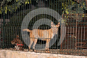 Portuguese hunting dogs  in the cage