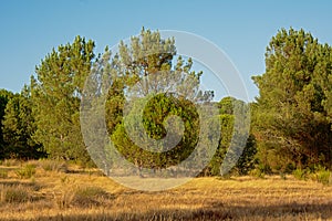 Portuguese landscape with dry grass and pine trees photo