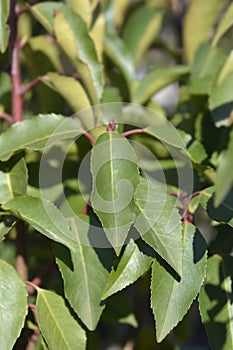 Portuguese Laurel Cherry