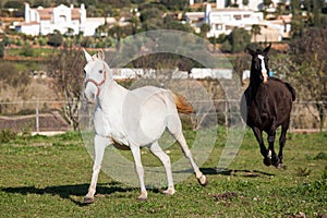 Portuguese Lusitano Horse