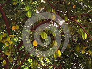 Portuguese Macau Nature Outdoor Narrow Street Alley Macao Starfruit Tree Green Lifestyle Old House Yellow Fruit Trees Blossom