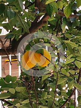 Portuguese Macau Nature Outdoor Narrow Street Alley Macao Starfruit Tree Green Lifestyle Old House Yellow Fruit Trees Blossom