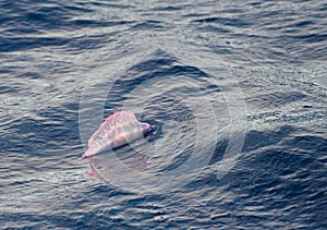 Portuguese man o` war