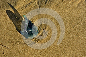 This Portuguese man o war, alsoknown as the bluebottle