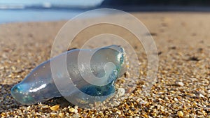 Portuguese man o' war Bluebottle