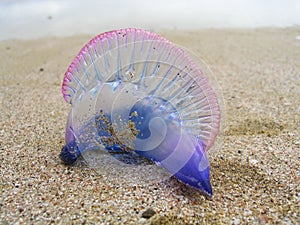 A portuguese man-o-war jellyfish on the beach