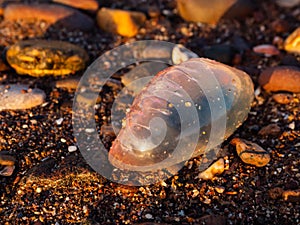 Portuguese Man O` War marine hydrozoan washed up on a beach in Devon, UK