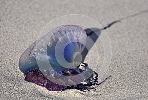 Portuguese man o' war, Physalia physalis, beautiful but dangerous mollusk lying on the sand