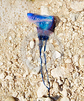 Portuguese man o war Physalia physalis jellyfish