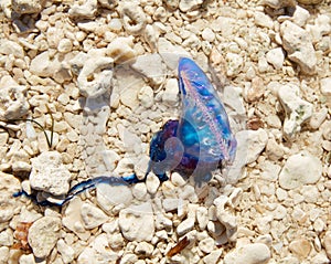 Portuguese man o war Physalia physalis jellyfish photo