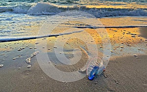 Portuguese Man o` war stranded on Pompano Beach, Florida