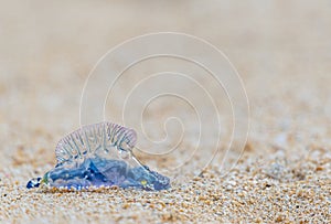 Portuguese Man-o-War on Waimanalo Beach in Hawaii