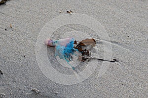 A Portuguese Man-O-War stranded on a Cornish beach