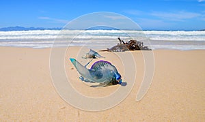 Portuguese man-of-war