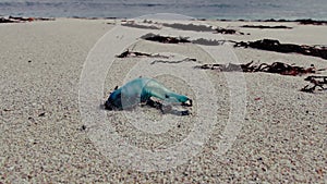 Portuguese Man-of-war Physalia physalis