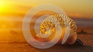 Portuguese Man of War Siphonophore