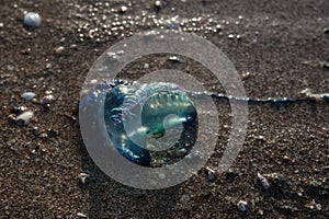Portuguese Man-of-War Washed Onto Beach