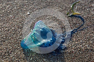 Portuguese Man-of-War Washed Up on Beach