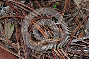 The Portuguese millipede photo