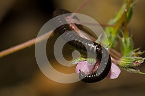Portuguese millipede eating the petal of a flower. photo