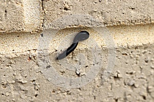 Black Portuguese millipede (Ommatoiulus moreleti) crawling on a wall : (pix SShukla) photo