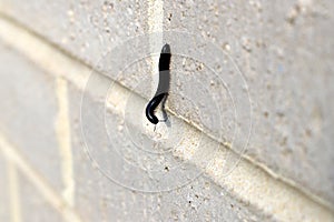 Black Portuguese millipede (Ommatoiulus moreleti) crawling on the wall : (pix Sanjiv Shukla) photo