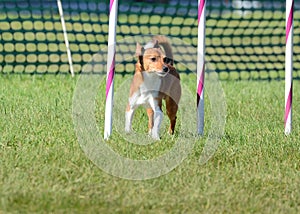 Portuguese Podengo Pequeno at a Dog Agility Trial