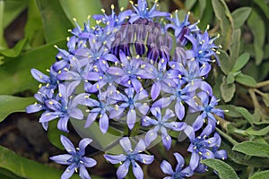 Portuguese Squill