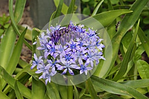 Portuguese Squill