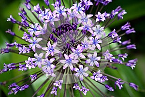 Portuguese Squill, detail photo