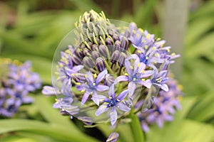 `Portuguese Squill` flower - Scilla Peruviana