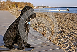 Portuguese Water Dog