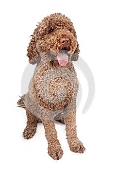 Portuguese Water Dog photo