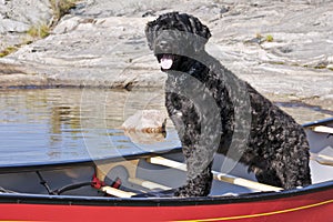 Portuguese Water Dog photo