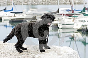 Portuguese Water Dog