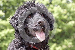 Portuguese Water Dog - Close up Head Shot