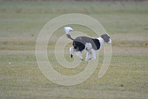 Portuguese Water Dog playing in the field.