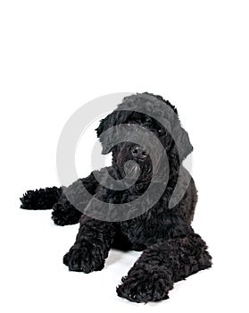 Portuguese water dog portrait