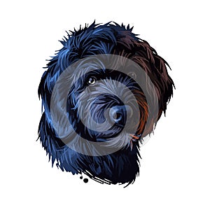 Portuguese Water dog portrait isolated on white. Digital art illustration of hand drawn dog for web, t-shirt print and puppy food