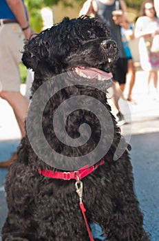 Portuguese water dog sitting and panting